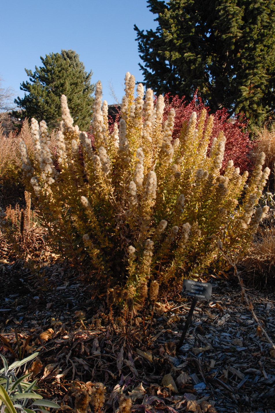 Wichita Mountain Goldenrod